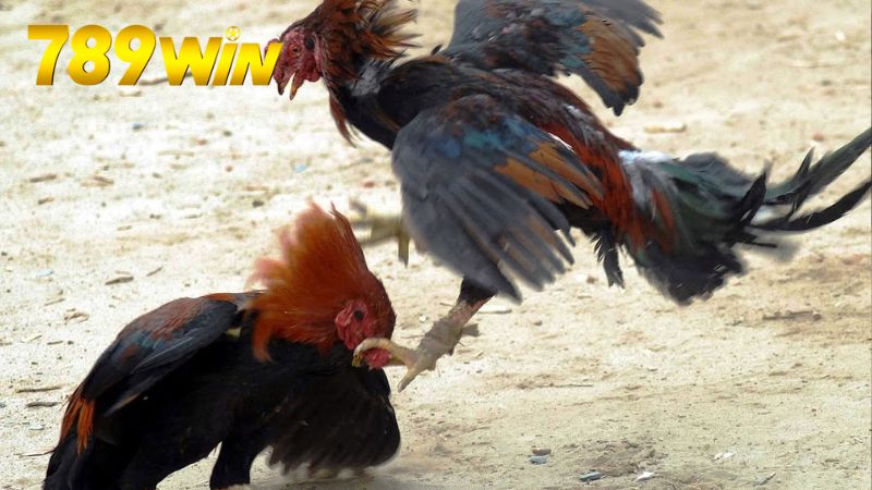 Đá gà online 789win – Cược trực tiếp, thắng tiền thật 1 da-ga-online-789win