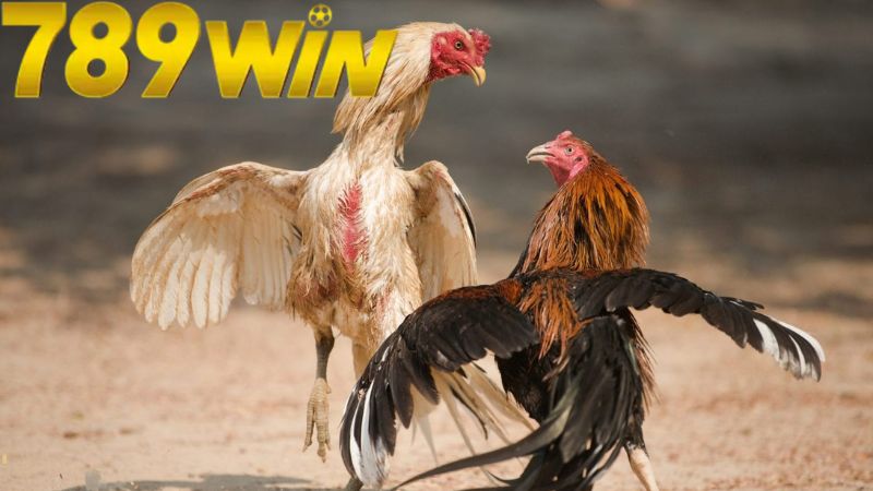 Đá gà trực tiếp 789win - Xem cực đã, cược cực chất 1 da-ga-truc-tiep-789win